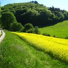 Leinebergland - Rapsblüte