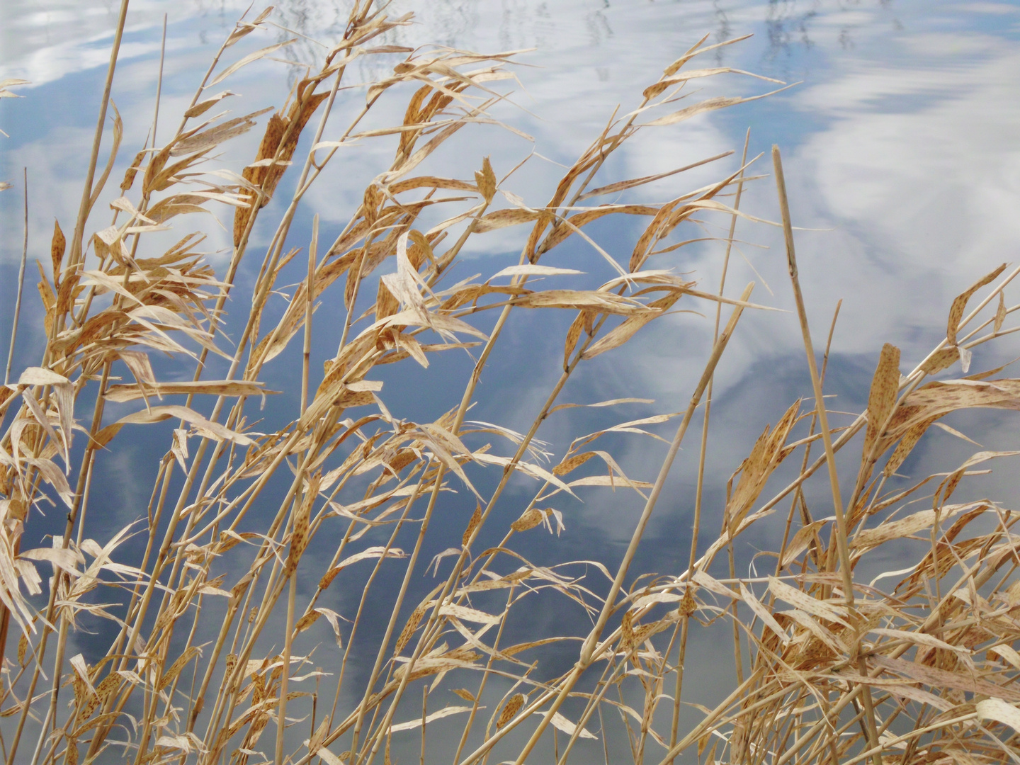 Leineufer im Februar