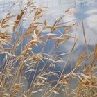 Leineufer im Februar