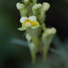 Leinkraut-Blüte in knapper Schärfe