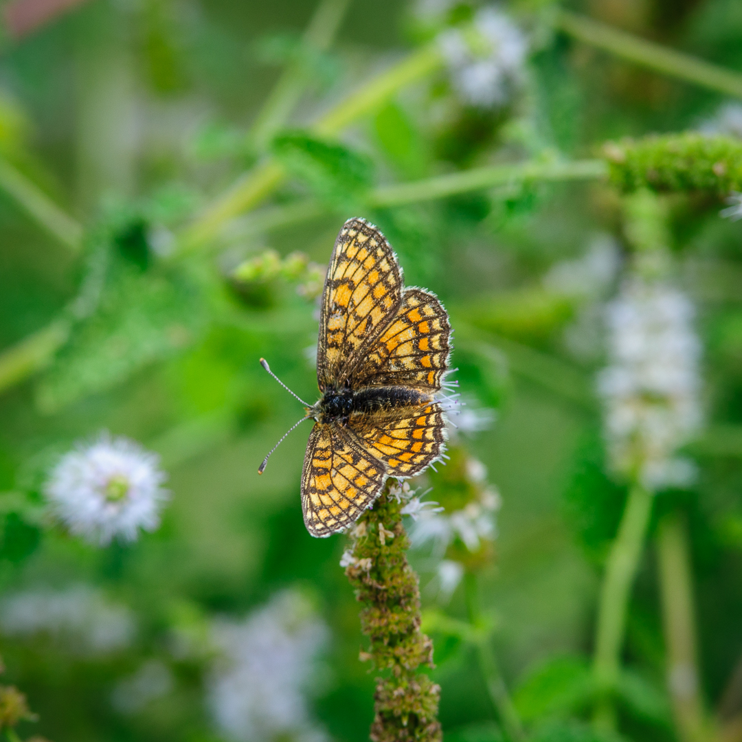 Leinkraut-Scheckenfalter (Melitaea deione)