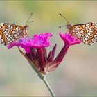 Leinkraut-Scheckenfalter (Melitaea deione)