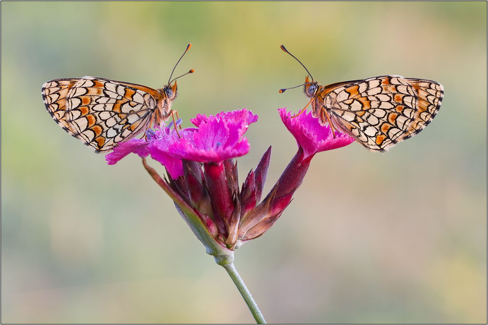 Leinkraut-Scheckenfalter (Melitaea deione)