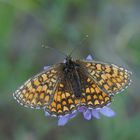 Leinkraut-Scheckenfalter (Melitaea deione)