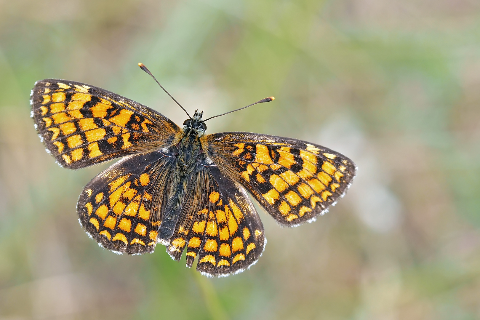 Leinkraut-Scheckenfalter (Melitaea deione), Männchen. * - Le mâle de la Mélitée des linaires.