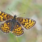 Leinkraut-Scheckenfalter (Melitaea deione), Männchen. * - Le mâle de la Mélitée des linaires.