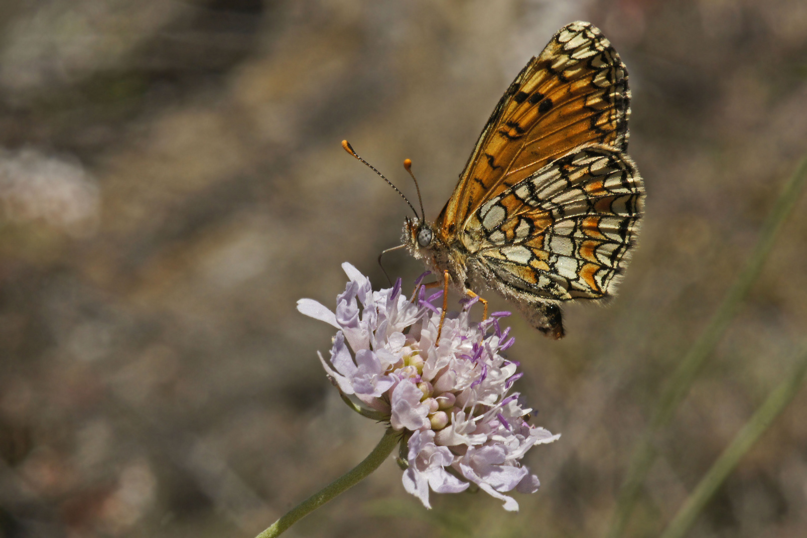 Leinkraut-Scheckenfalter (Melitaea deione ssp. berisalii)