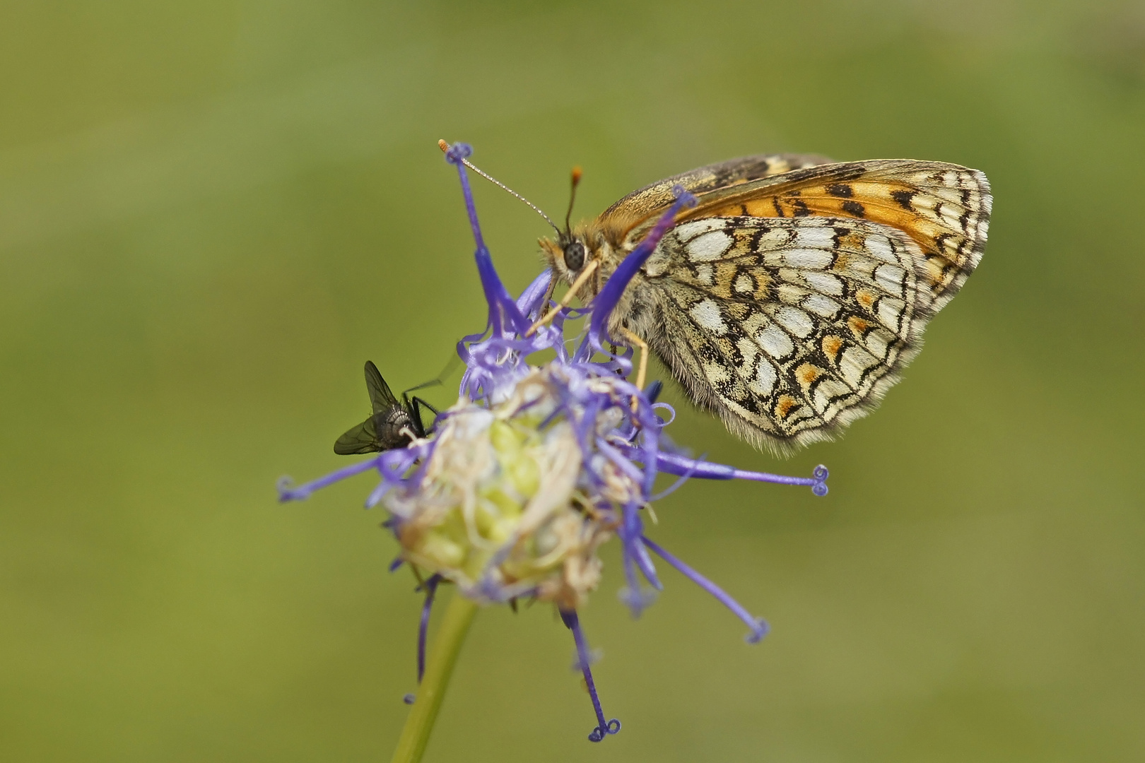 Leinkraut-Scheckenfalter (Melitaea deione), Weibchen