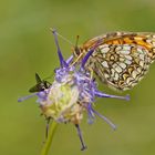 Leinkraut-Scheckenfalter (Melitaea deione), Weibchen