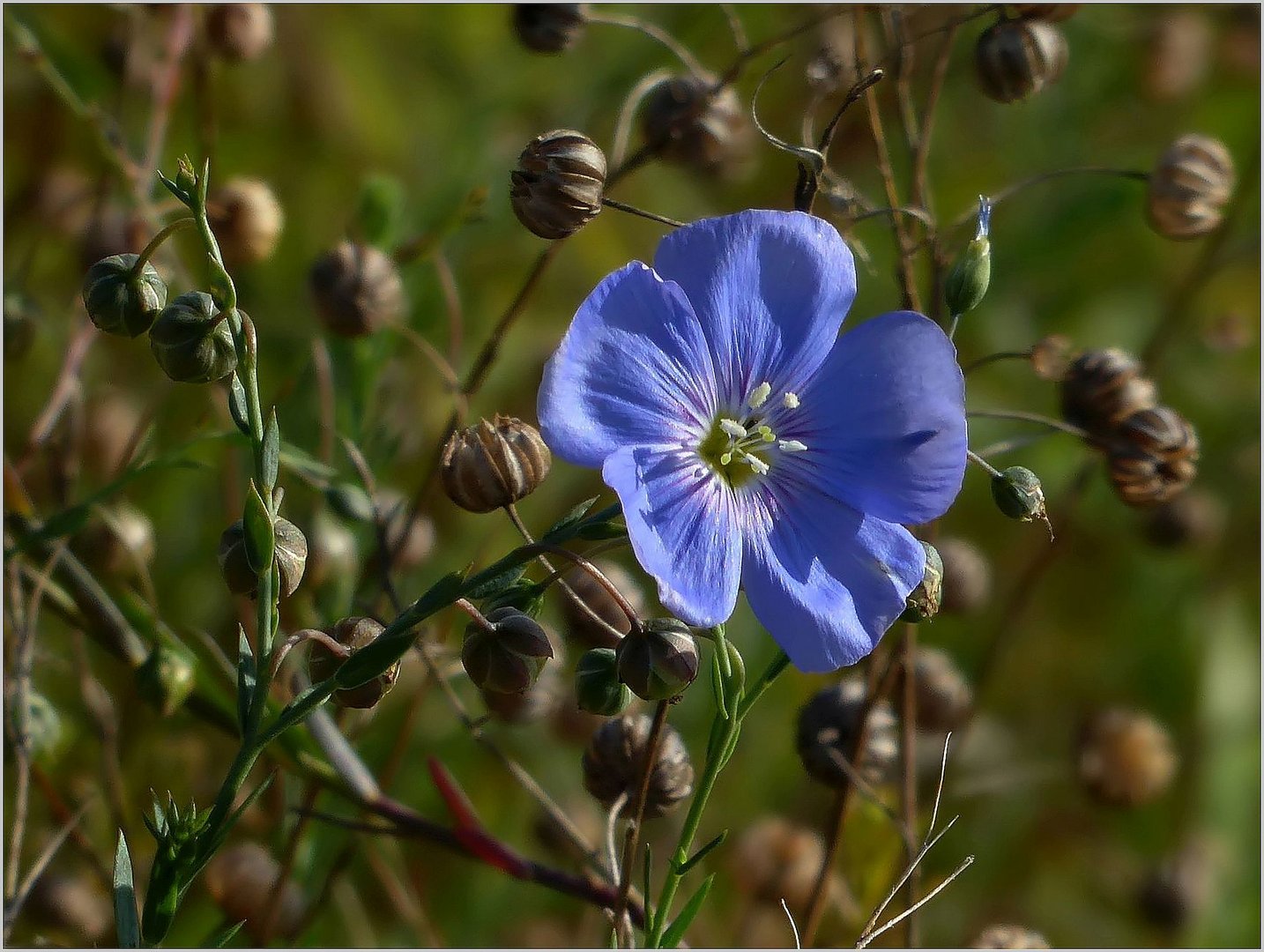 Leinsamen mit Blüte...