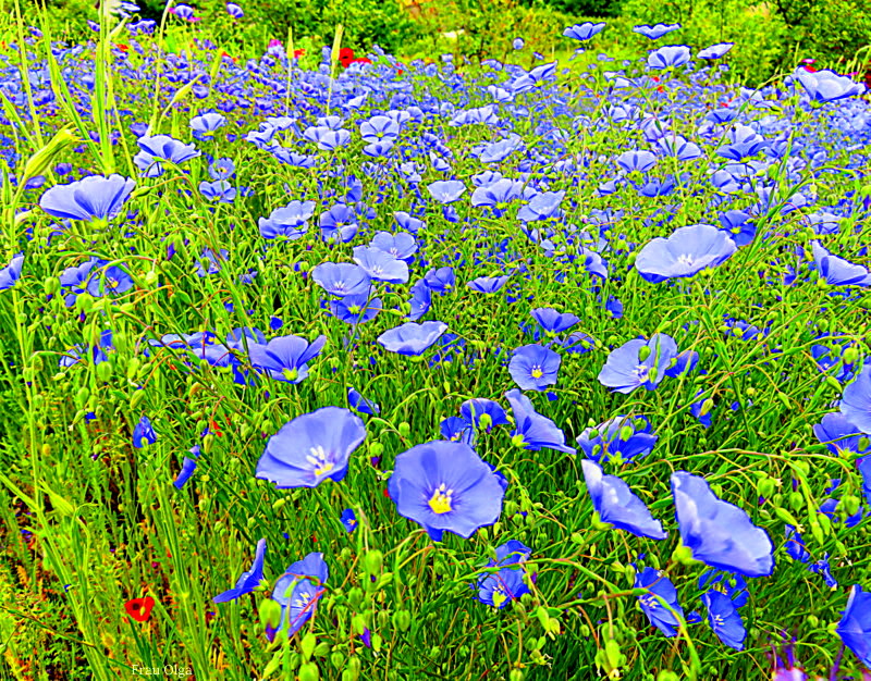 Leinwiese am Blauen Montag