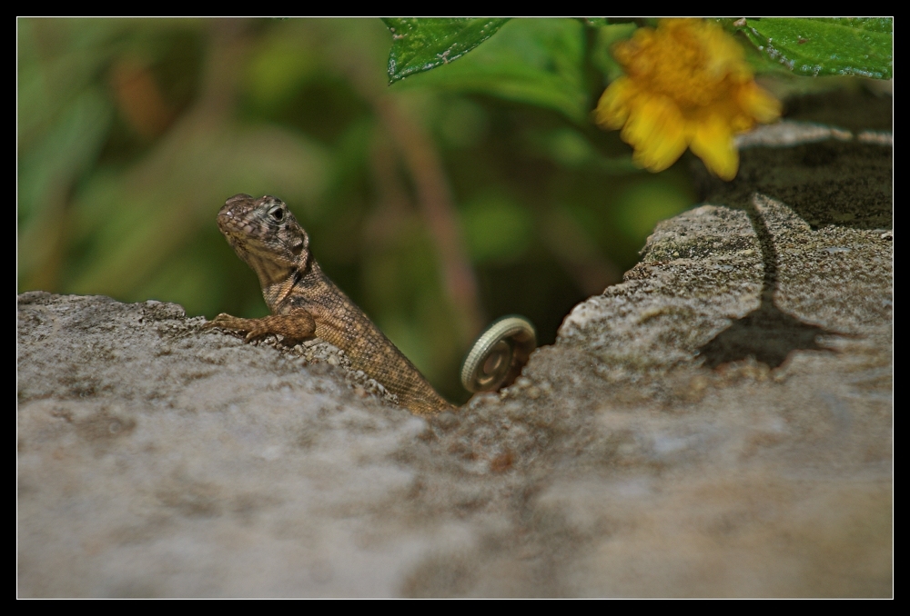 Leiocephalus carinatus