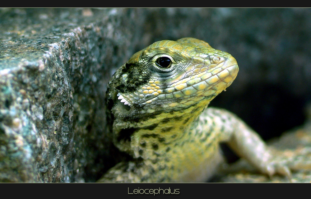 Leiocephalus carinatus *reload*