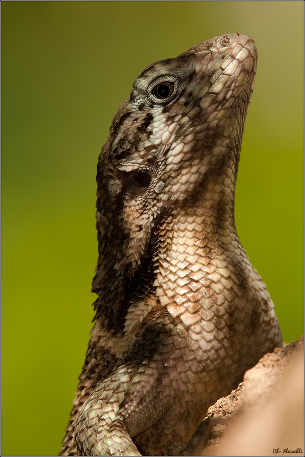 Leiocephalus carinatus - Rollschwanzleguan