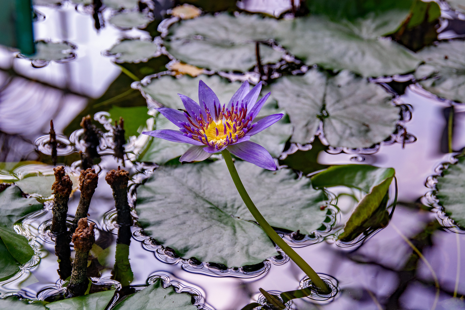 Leipzig / Botanischer Garten