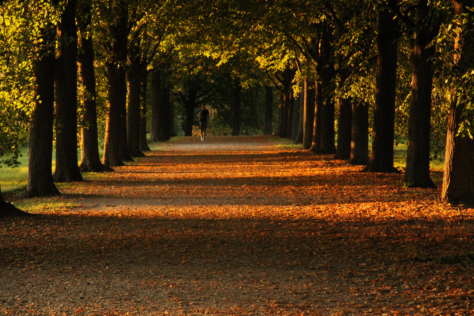 Leipzig im Herbst Foto & Bild  landschaft, alleen, natur Bilder auf fotocommunity