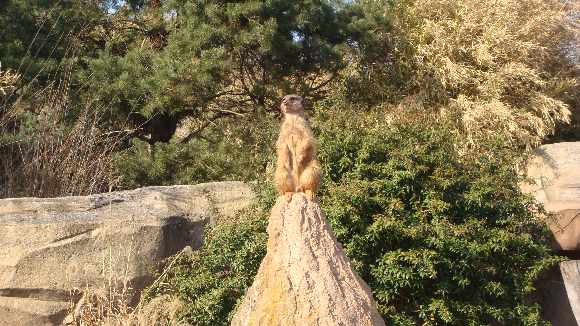 Leipzig Zoo - Erdmännchen