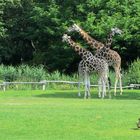 Leipzig - Zoo-Schaufenster