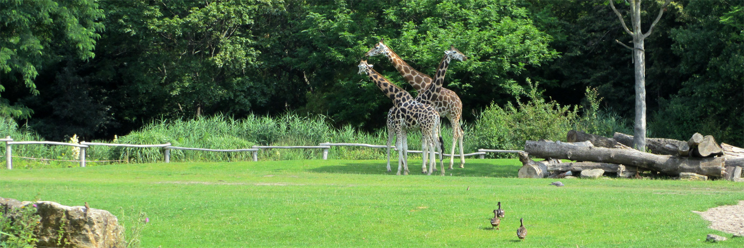 Leipzig - Zoo-Schaufenster