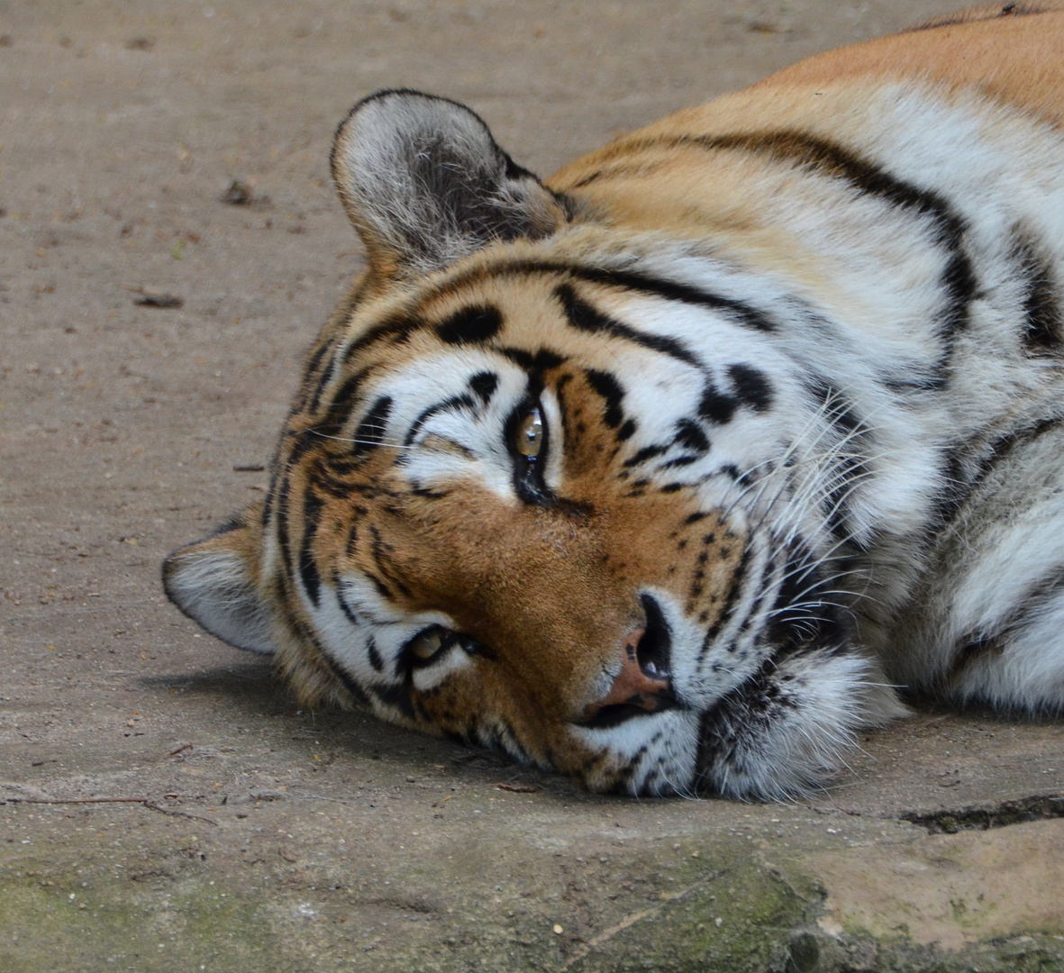 Leipziger Amurtiger