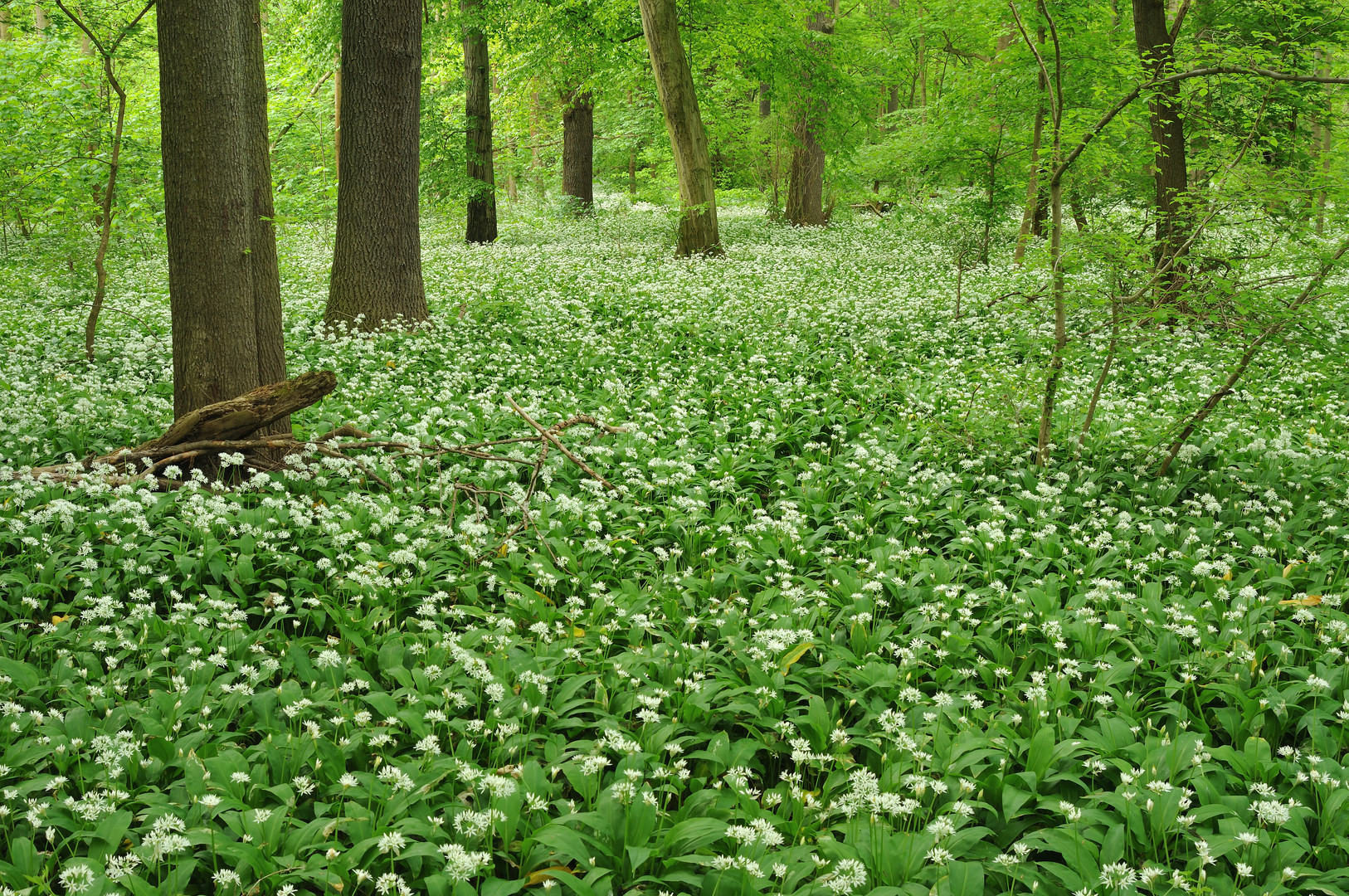 Leipziger Frühling