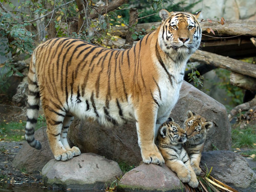 Leipziger Tigerfamilie