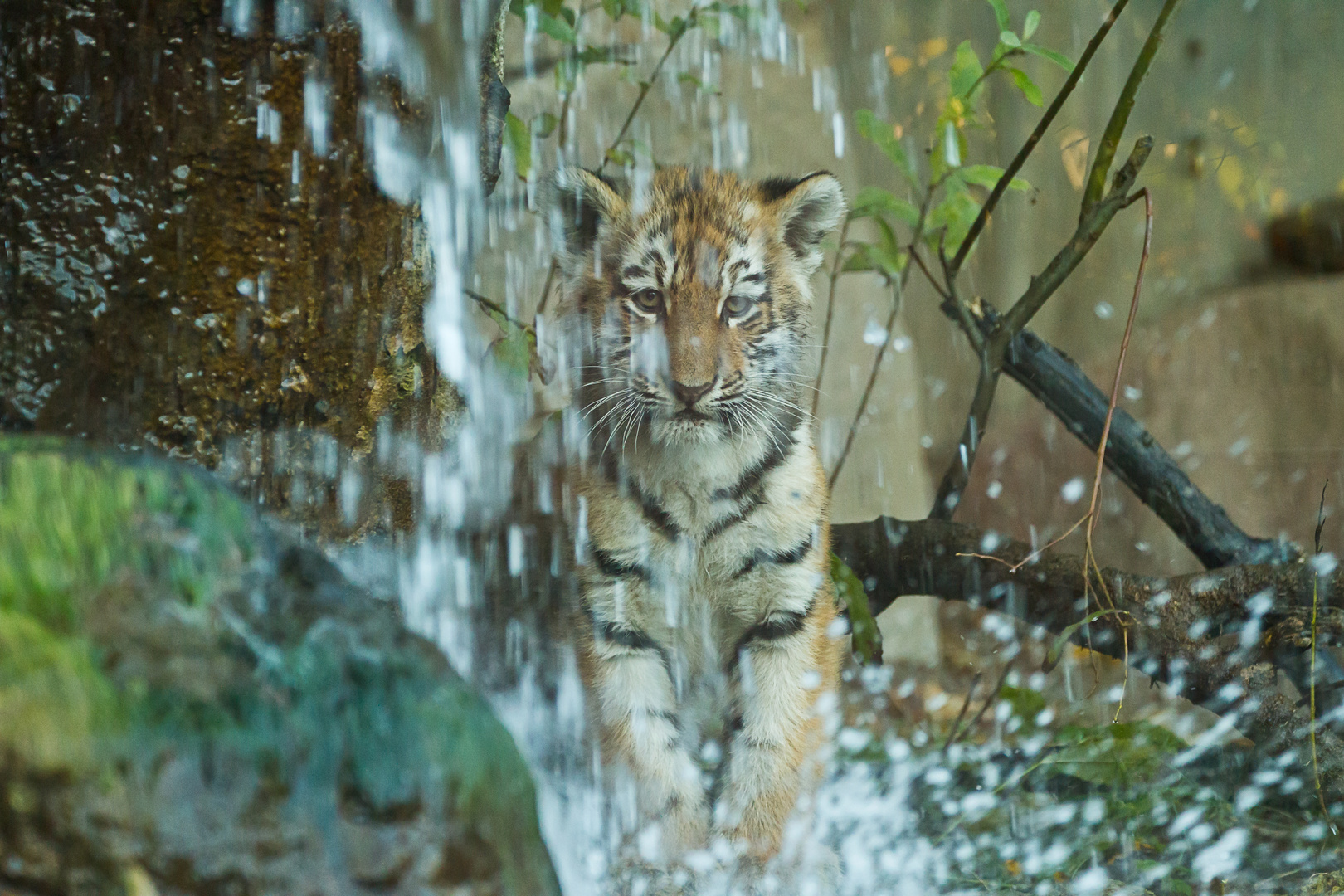 Leipziger Tigerjunges