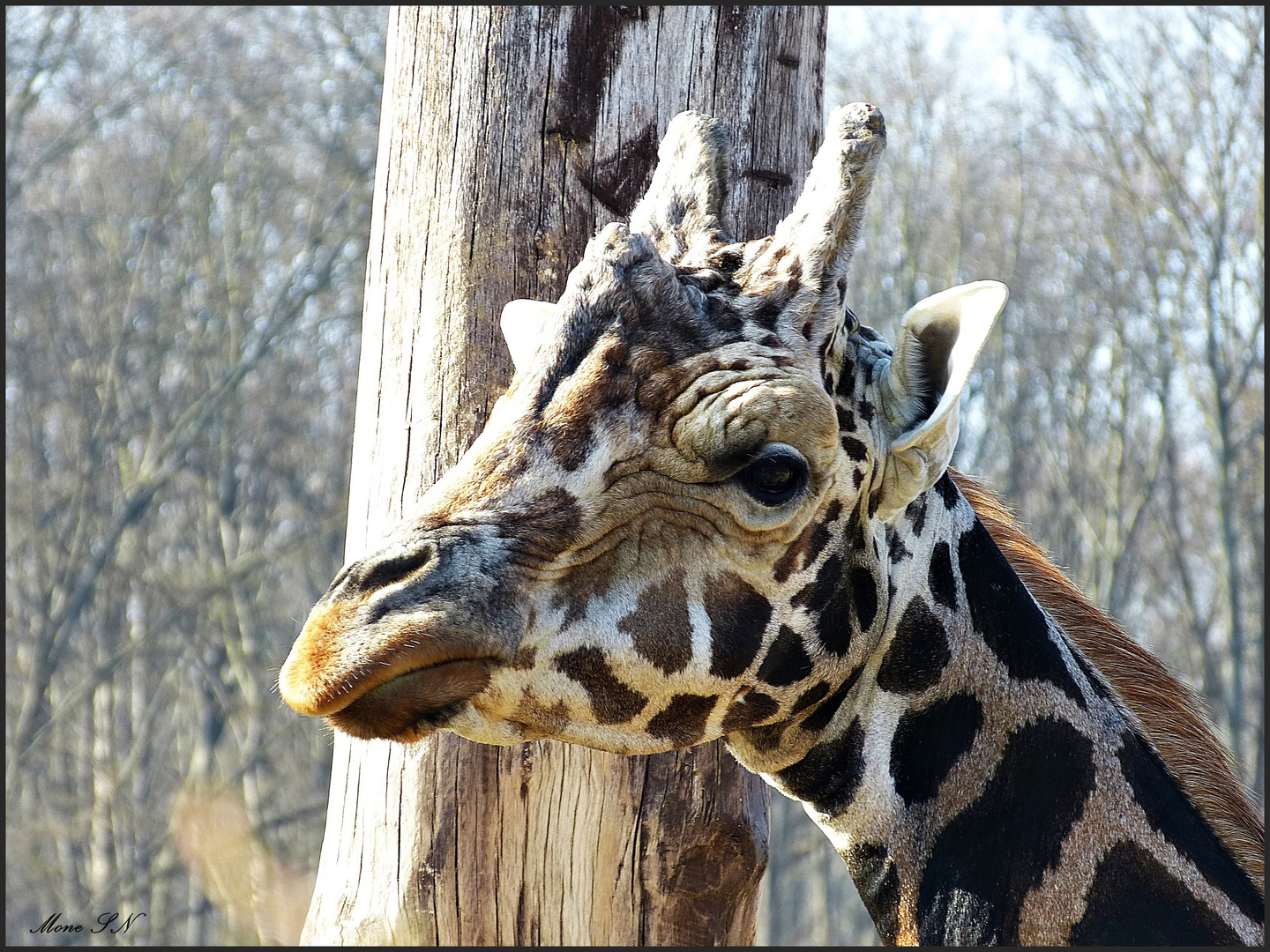 Leipziger Zoo 3