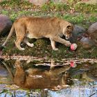 Leipziger Zoo im Dezember 2005