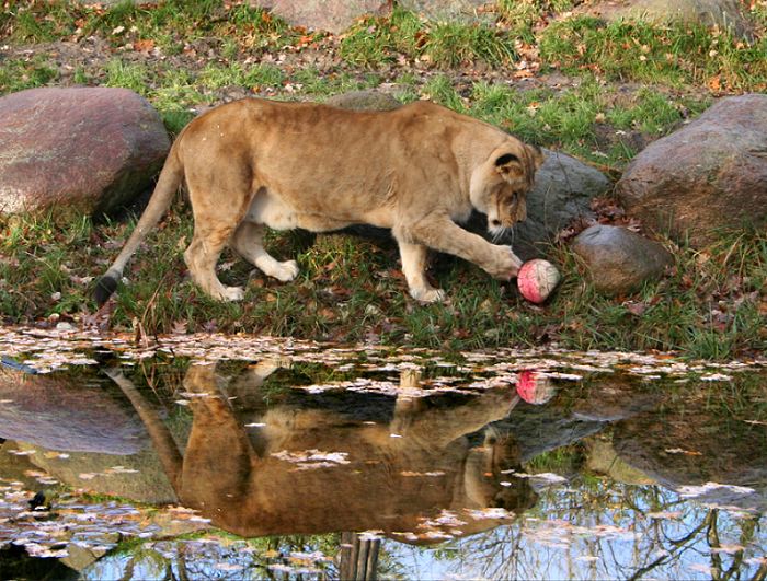 Leipziger Zoo im Dezember 2005