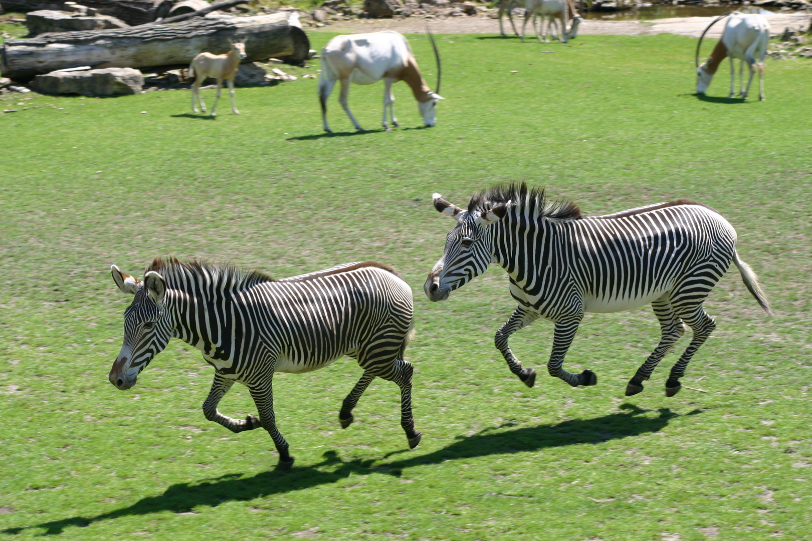 Leipziger Zoo / Juni 2008 / 10