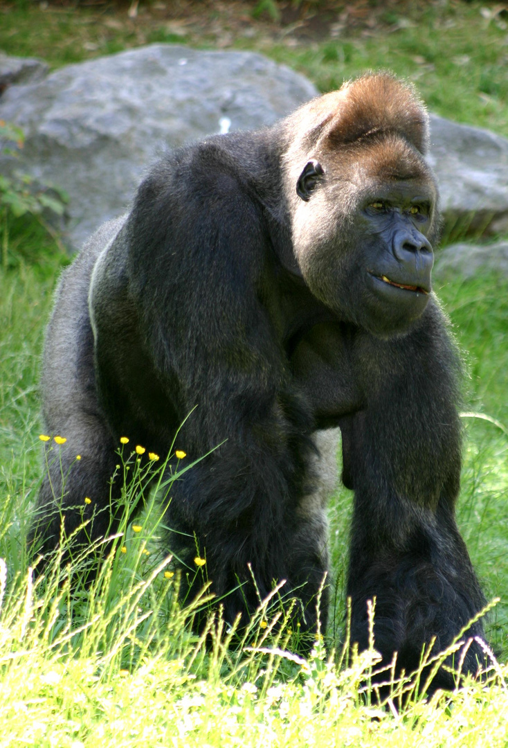 Leipziger Zoo / Juni 2008 / 6