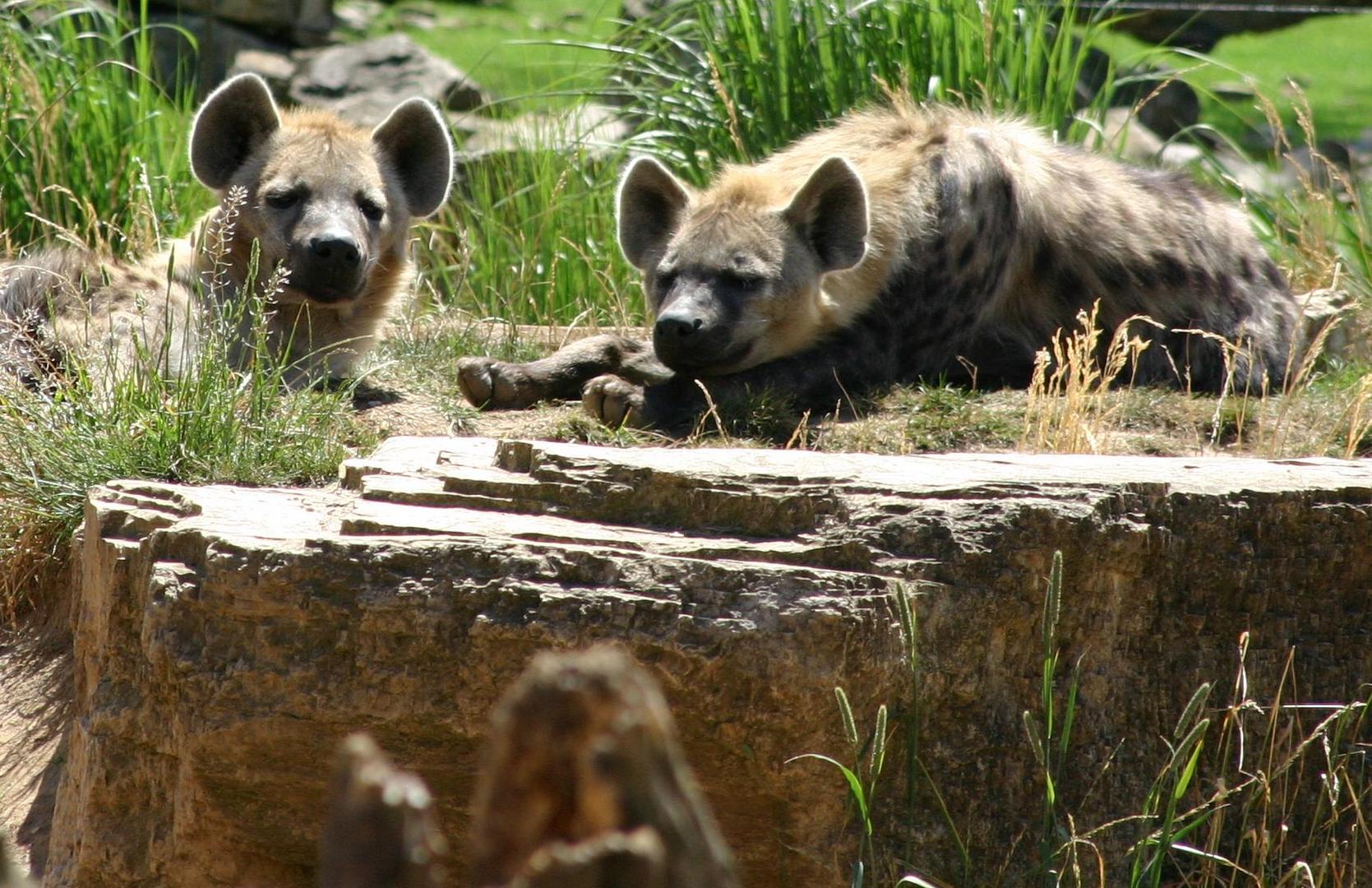 Leipziger Zoo / Juni 2008 / 7