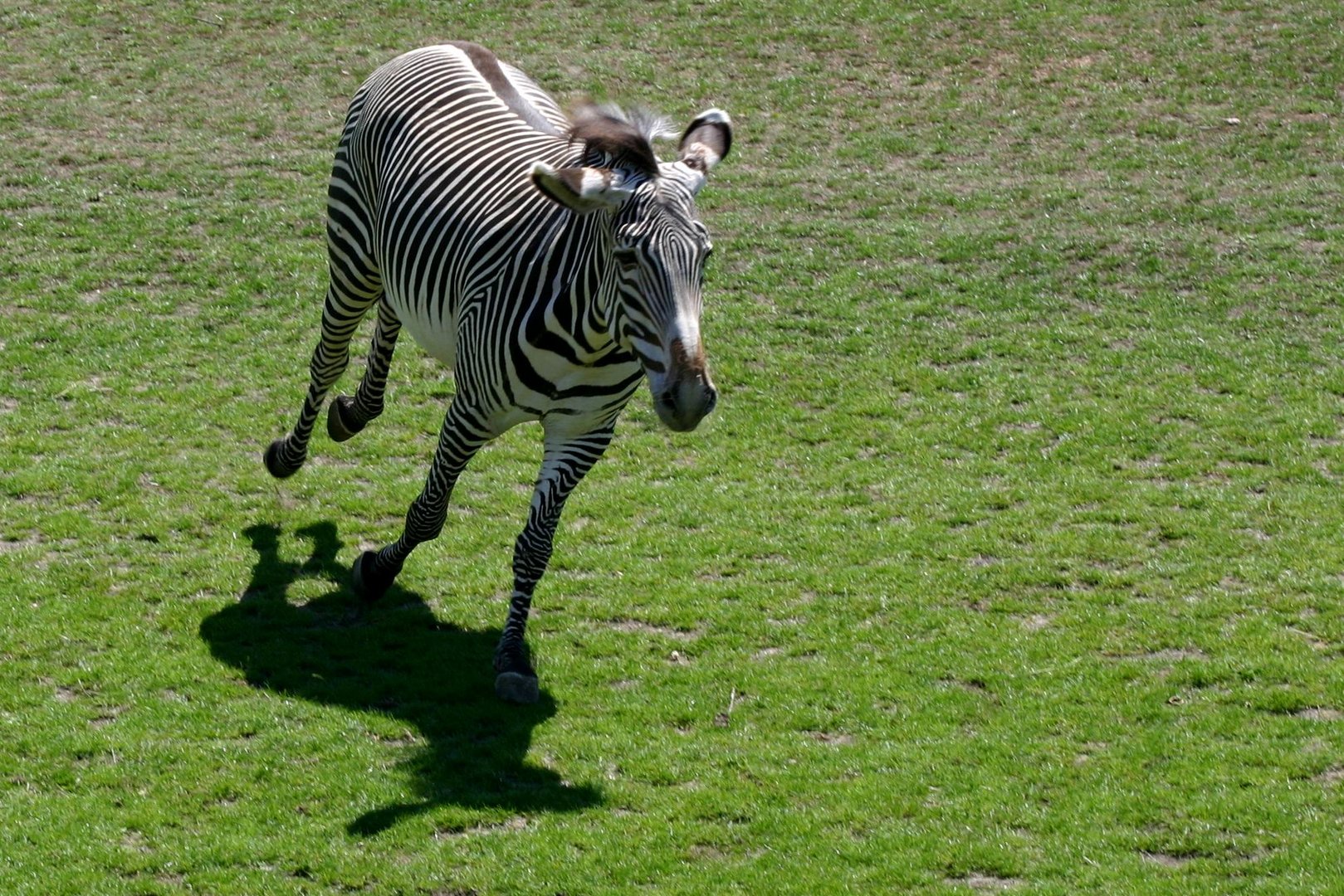 Leipziger Zoo / Juni 2008 / 8