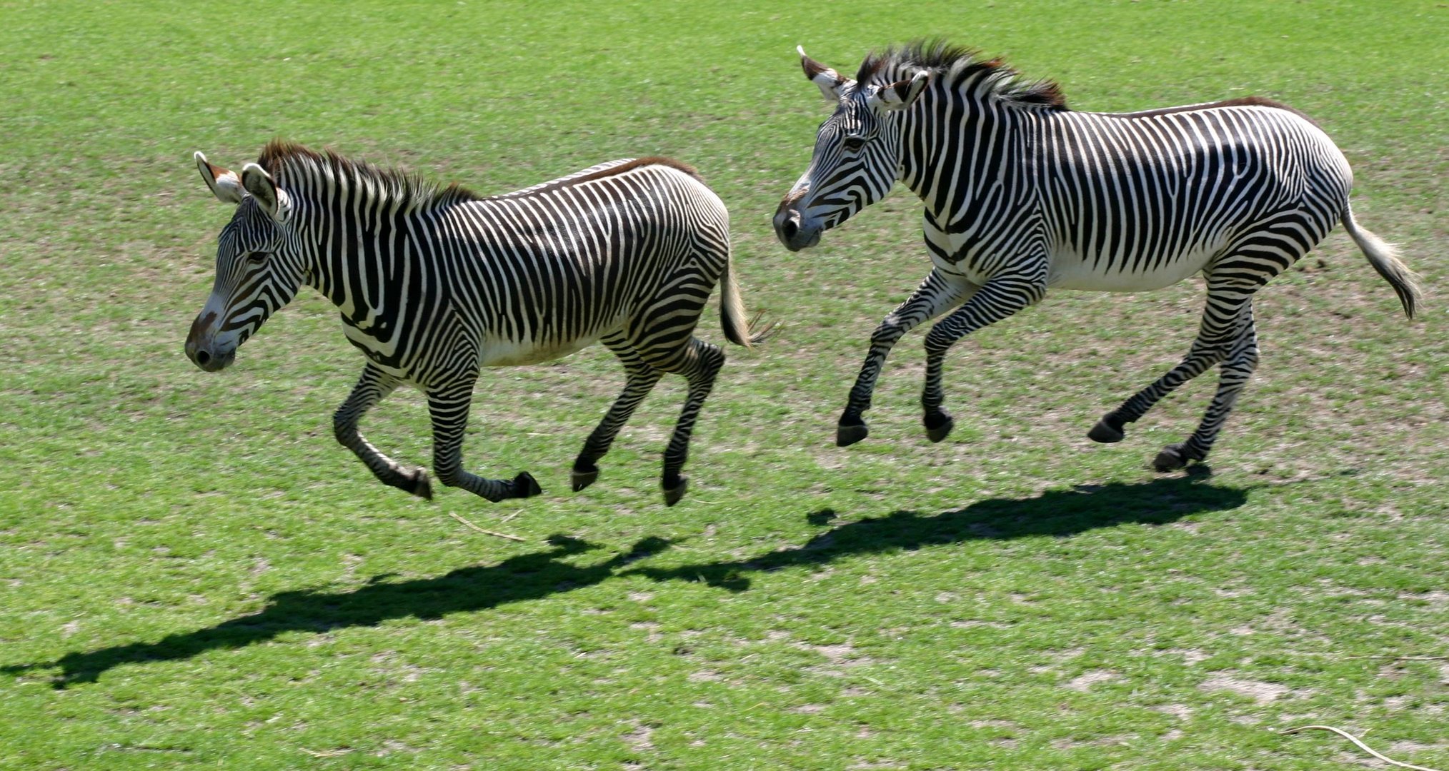 Leipziger Zoo / Juni 2008 / 9