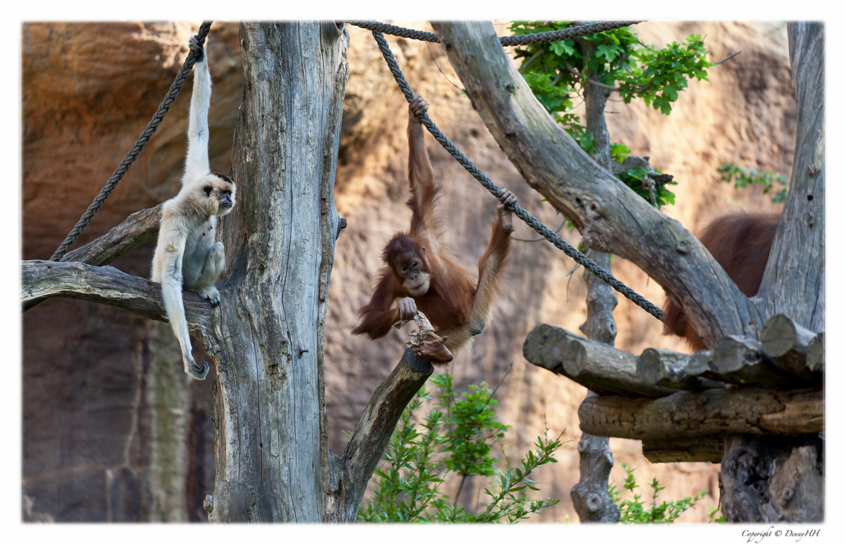 Leipziger Zoo - Pongoland (01)