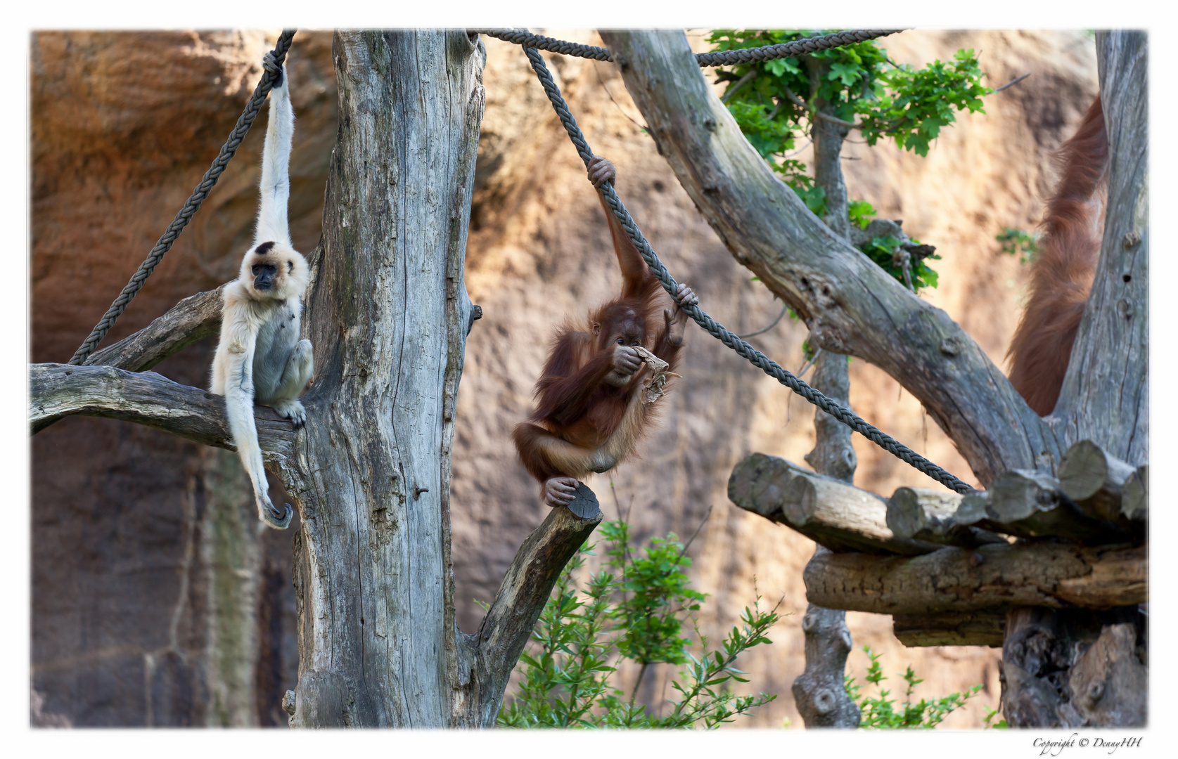 Leipziger Zoo - Pongoland (03)