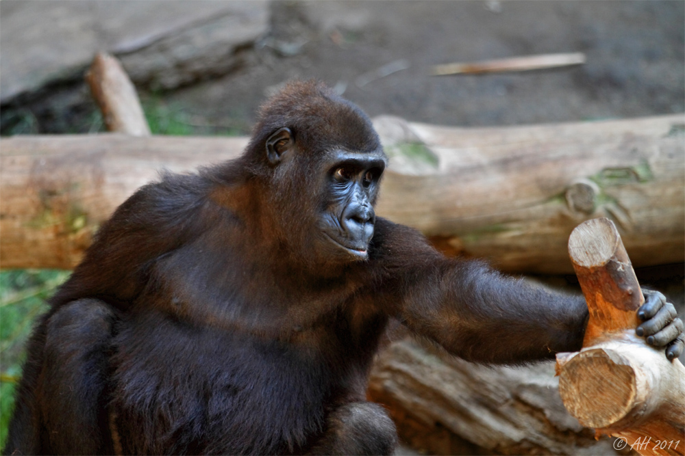 Leipziger Zoo - Pongoland