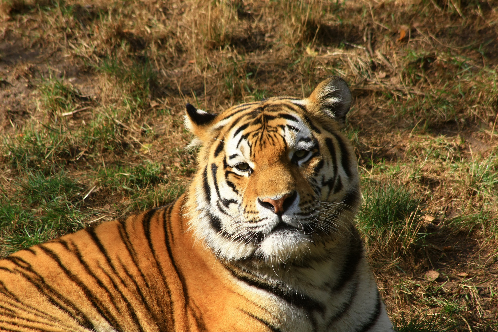 Leipziger Zoo Tigergehege