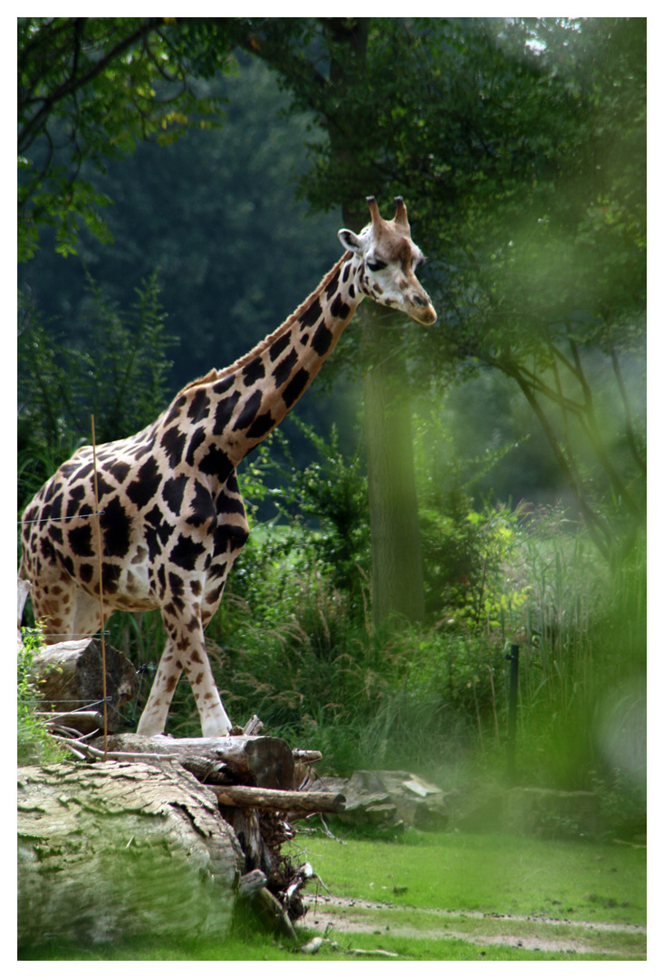 Leipziger Zoogiraffe