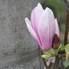 Leipzigs Magnolie 2