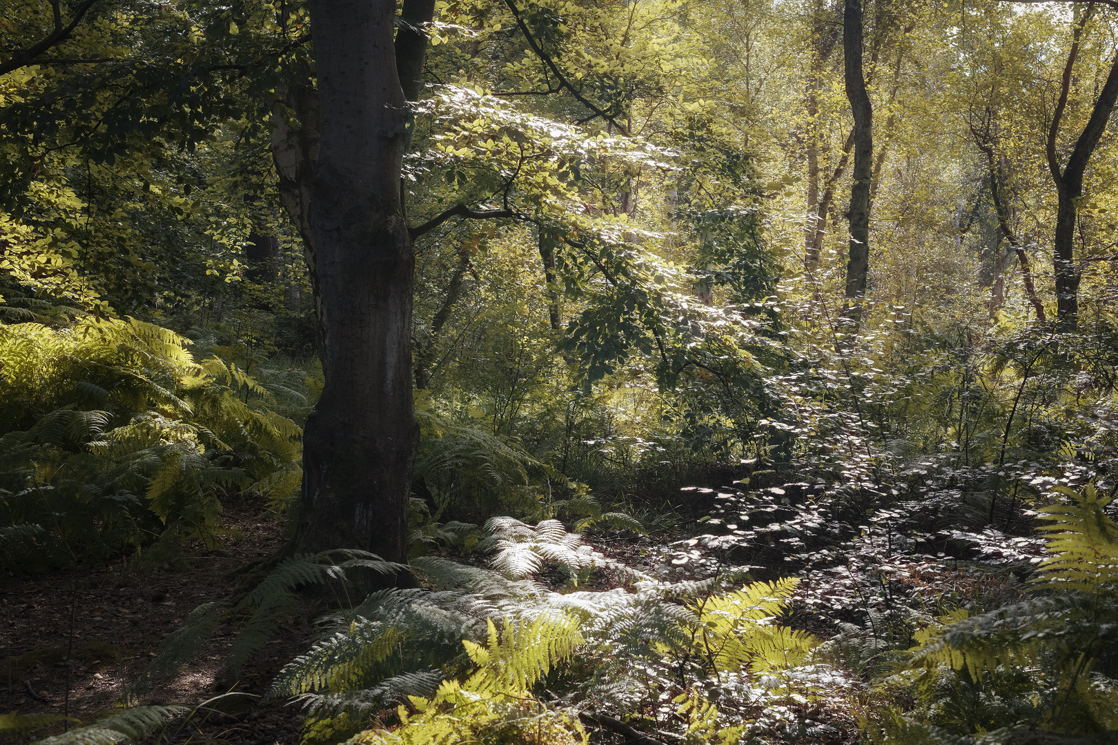 leise beginnt der Herbst