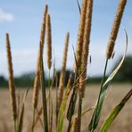 Leise im Wind bewegen