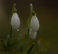 leise kommt Frühling