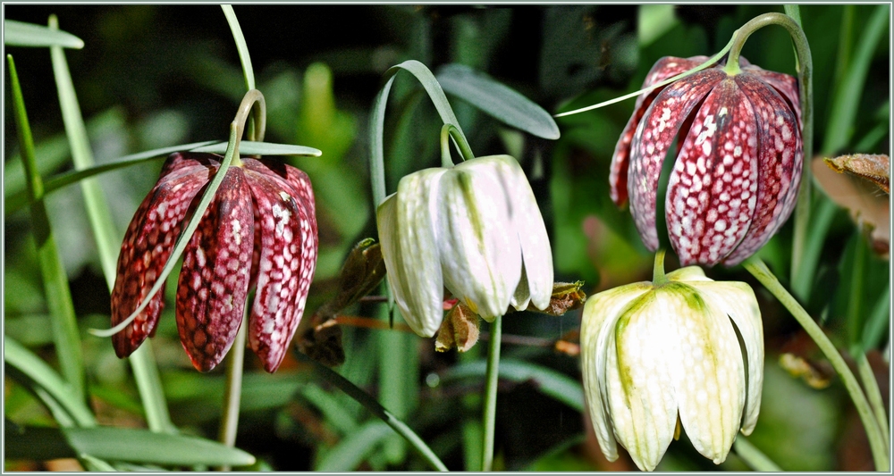 Leise läuten auch sie den Frühling ein . . .