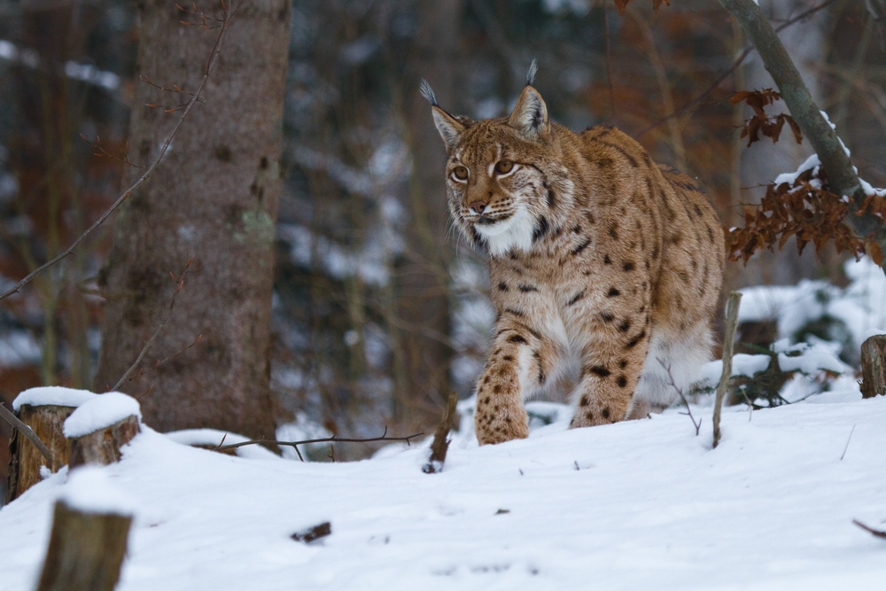 Leise Pfoten im Schnee