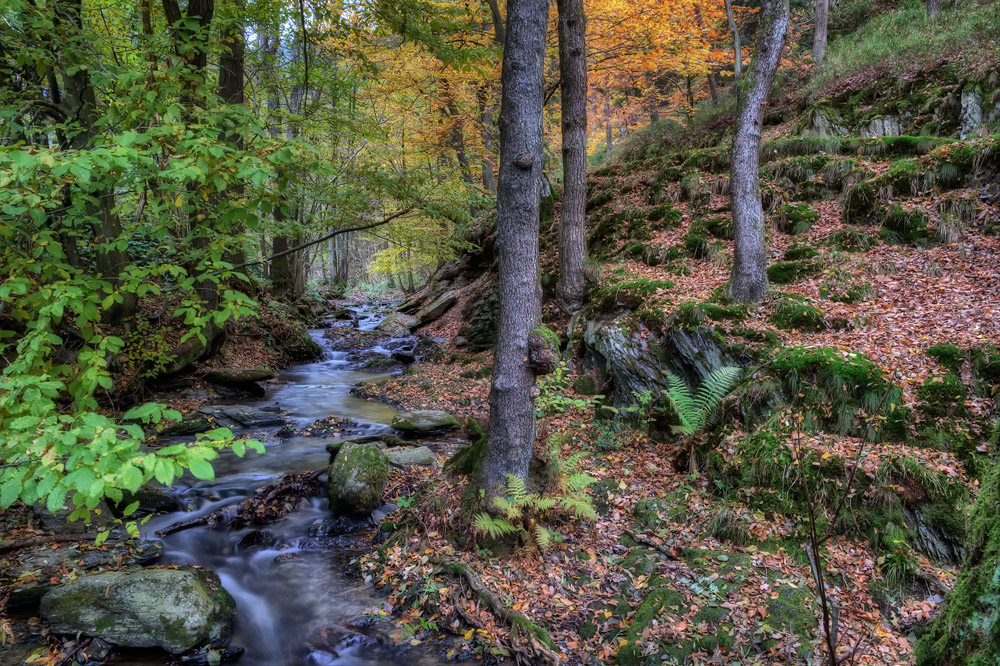 leise rauscht der Wildbach