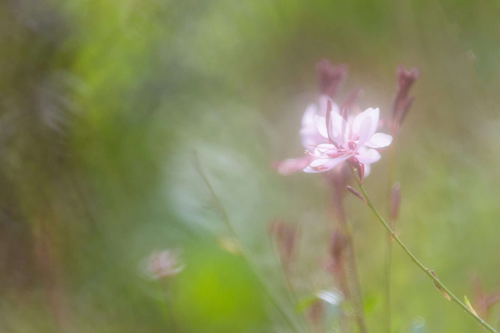 Leise Reste des Sommers