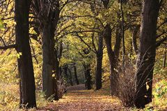 Leise Rieselt das Laub, Väterchen-Frost ist im Anmarsch