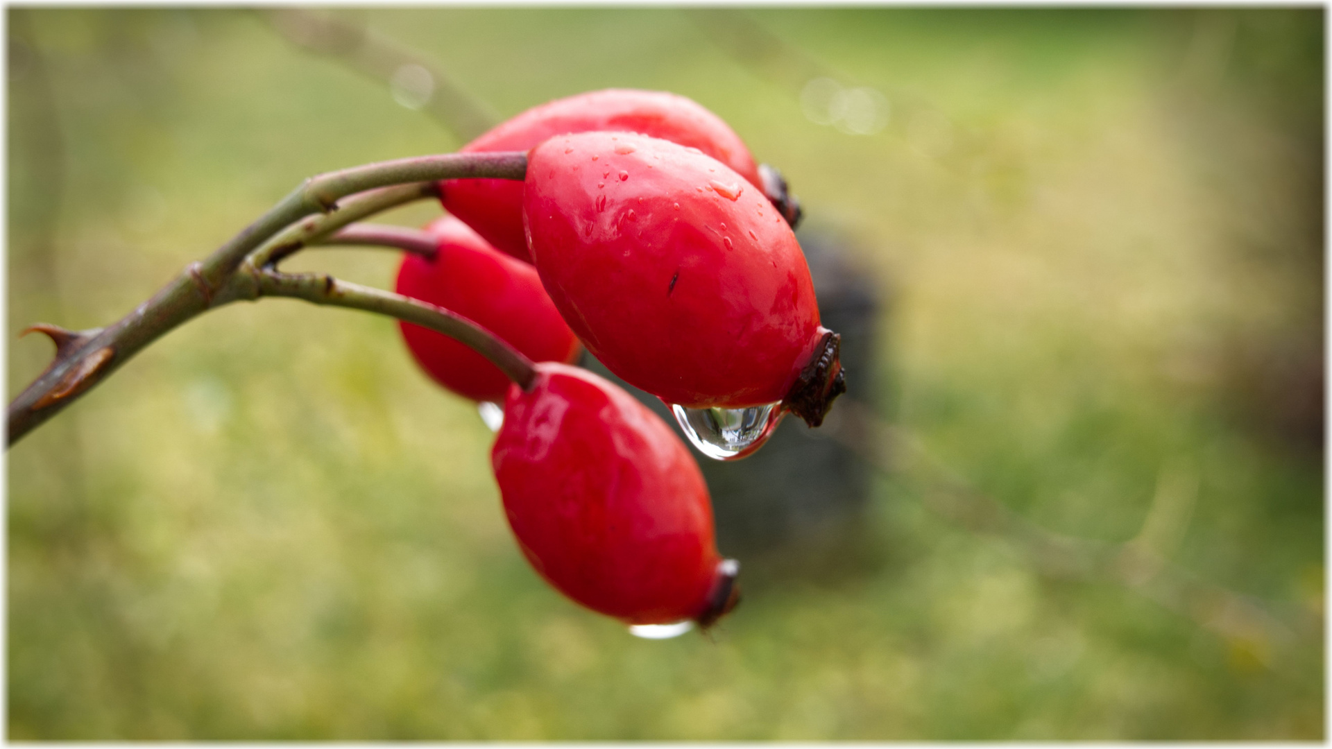 Leise rieselt der Regen...